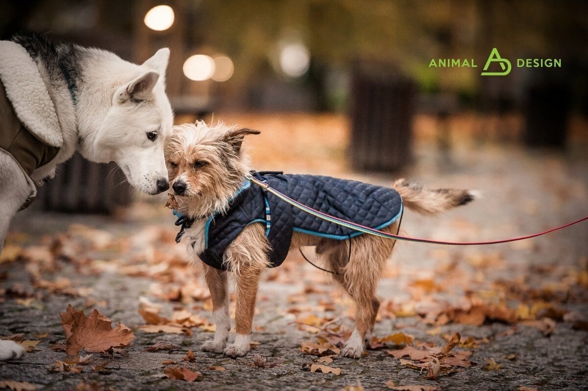 Žieminė striukė šunims Animal Design DP, įvairių dydžių, mėlyna цена и информация | Drabužiai šunims | pigu.lt