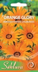 Laumakės Orange Glory kaina ir informacija | Gėlių sėklos | pigu.lt