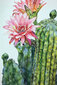 Tapyba pagal skaičius ant rėmo TM Varvikas - Blossoming cactus MC1136e 20x30 cm kaina ir informacija | Tapyba pagal skaičius | pigu.lt