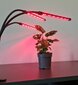 Grow Light 2L3 Fortan M35 kaina ir informacija | Daigyklos, lempos augalams | pigu.lt