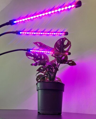 Grow Light 2L3 Fortan M35 kaina ir informacija | Daigyklos, lempos augalams | pigu.lt