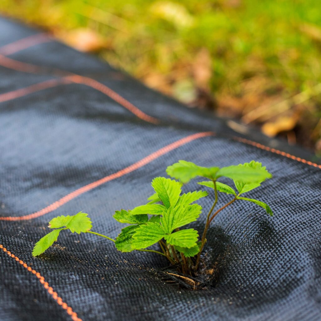 Agrotekstilė nuo piktžolių Springos AG0030 70g/m2 1,6x10 m, juoda kaina ir informacija | Sodo įrankiai | pigu.lt