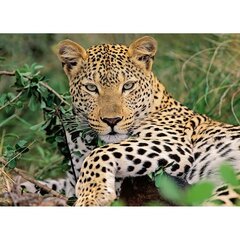 Dėlionė Leopardas Ravensburger, 100d. kaina ir informacija | Dėlionės (puzzle) | pigu.lt