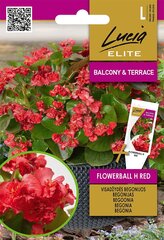 Visadžydės begonijos Lucia Elite Flowerball H Red kaina ir informacija | Gėlių sėklos | pigu.lt