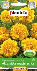 Бархатцы Yellow цена и информация | Семена цветов | pigu.lt