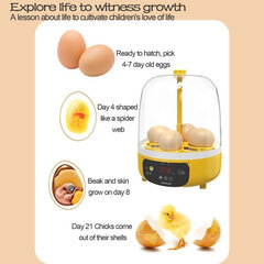 Inkubatorius 4 kiaušiniams kaina ir informacija | Lavinamieji žaislai | pigu.lt