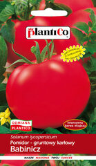 Pomidorai Babinicz kaina ir informacija | Daržovių, uogų sėklos | pigu.lt