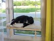 Medinė langų lentyna katėms Cat's Atelier Lokia, 60 cm kaina ir informacija | Guoliai, pagalvėlės | pigu.lt