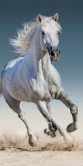 The Horses rankšluostis, 70x140 cm kaina ir informacija | Rankšluosčiai | pigu.lt