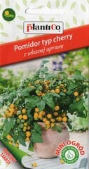 Geltoni pomidorai Aztek Mini Garden kaina ir informacija | Daržovių, uogų sėklos | pigu.lt