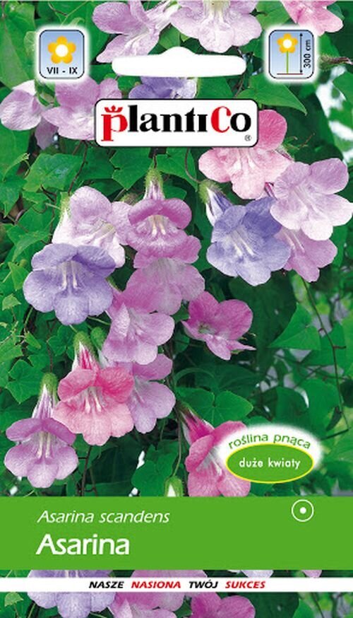 Azarinas PlantiCo kaina ir informacija | Gėlių sėklos | pigu.lt