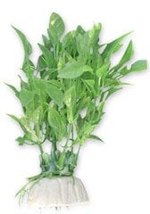 Augalų lizdinė plokštelė 10cm 1b25 Happet kaina ir informacija | Akvariumo augalai, dekoracijos | pigu.lt