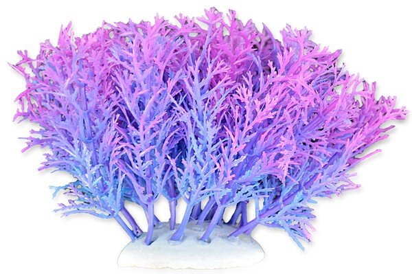 Folijos augalas 10cm 1f04 Happet цена и информация | Akvariumo augalai, dekoracijos | pigu.lt