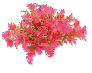 Folijos augalas 10cm 1f23 Happet kaina ir informacija | Akvariumo augalai, dekoracijos | pigu.lt