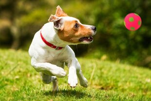 Kamuoliukas šunims Happet, 72 mm, rožinis kaina ir informacija | Žaislai šunims | pigu.lt