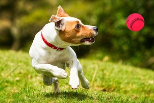 Žaislinis beisbolo kamuoliukas šunims Happet, 90mm, rožinis kaina ir informacija | Žaislai šunims | pigu.lt