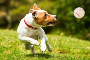 Kamuoliukas šunims Happet, 90 mm, baltas kaina ir informacija | Žaislai šunims | pigu.lt