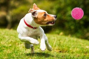 Žaislas šunims Happet Z827, rožinis, 6,5 cm kaina ir informacija | Žaislai šunims | pigu.lt