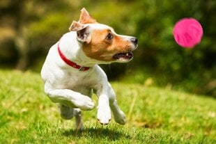 Kamuoliukas šunims Happet Z839, rožinis, 10cm kaina ir informacija | Žaislai šunims | pigu.lt