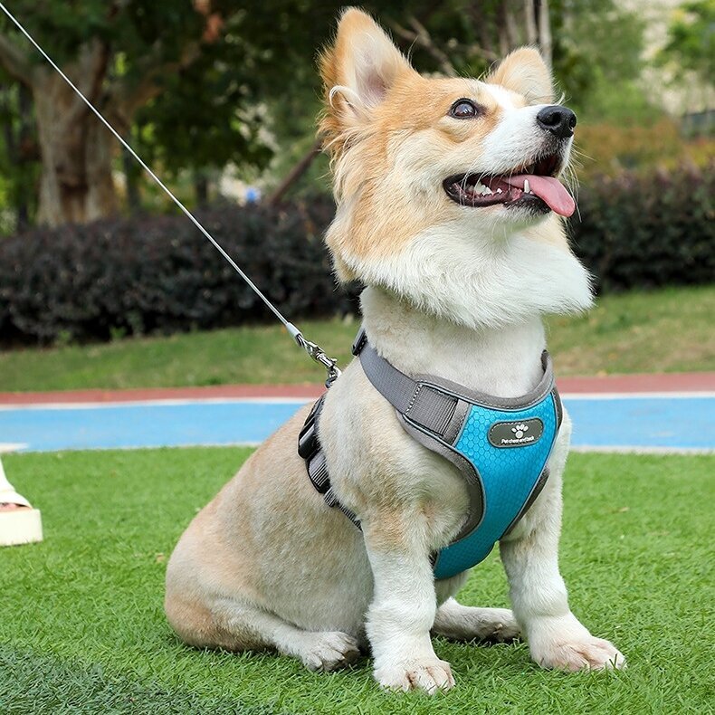 Petnešos šunims Astro, įvairių dydžių, mėlynos spalvos цена и информация | Antkakliai, petnešos šunims | pigu.lt
