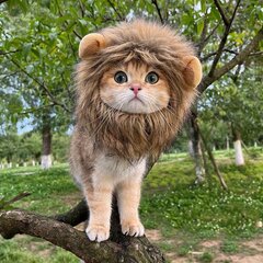 Liūto kostiumas katei, pūkuotas цена и информация | Игрушки для кошек | pigu.lt