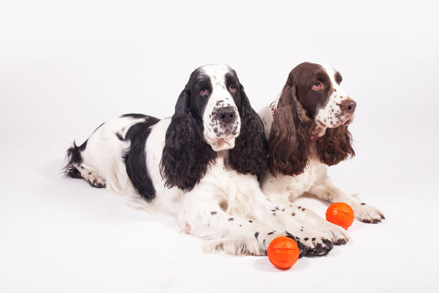 Interaktyvus žaislas šuniui Doggy Liker, 5 cm, oranžinis kaina ir informacija | Žaislai šunims | pigu.lt