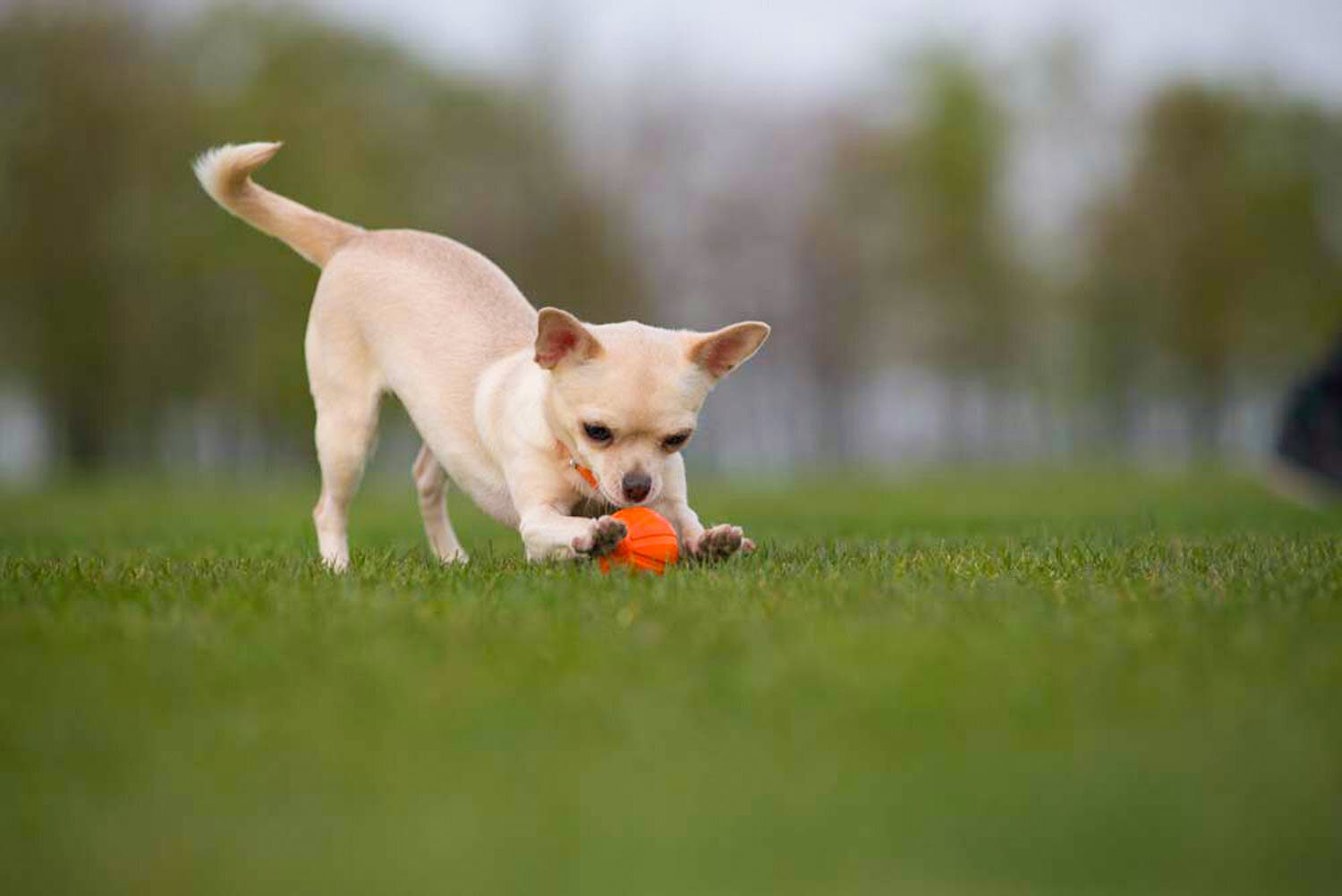 Interaktyvus žaislas šuniui Doggy Liker, 5 cm, oranžinis kaina ir informacija | Žaislai šunims | pigu.lt