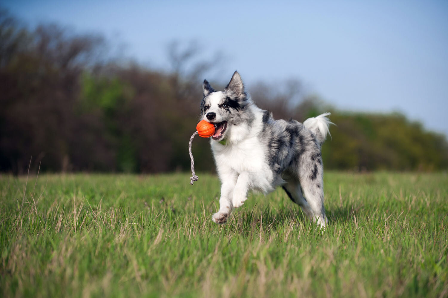 Interaktyvus žaislas šuniui Doggy Liker Cord, 5 cm, oranžinis kaina ir informacija | Žaislai šunims | pigu.lt
