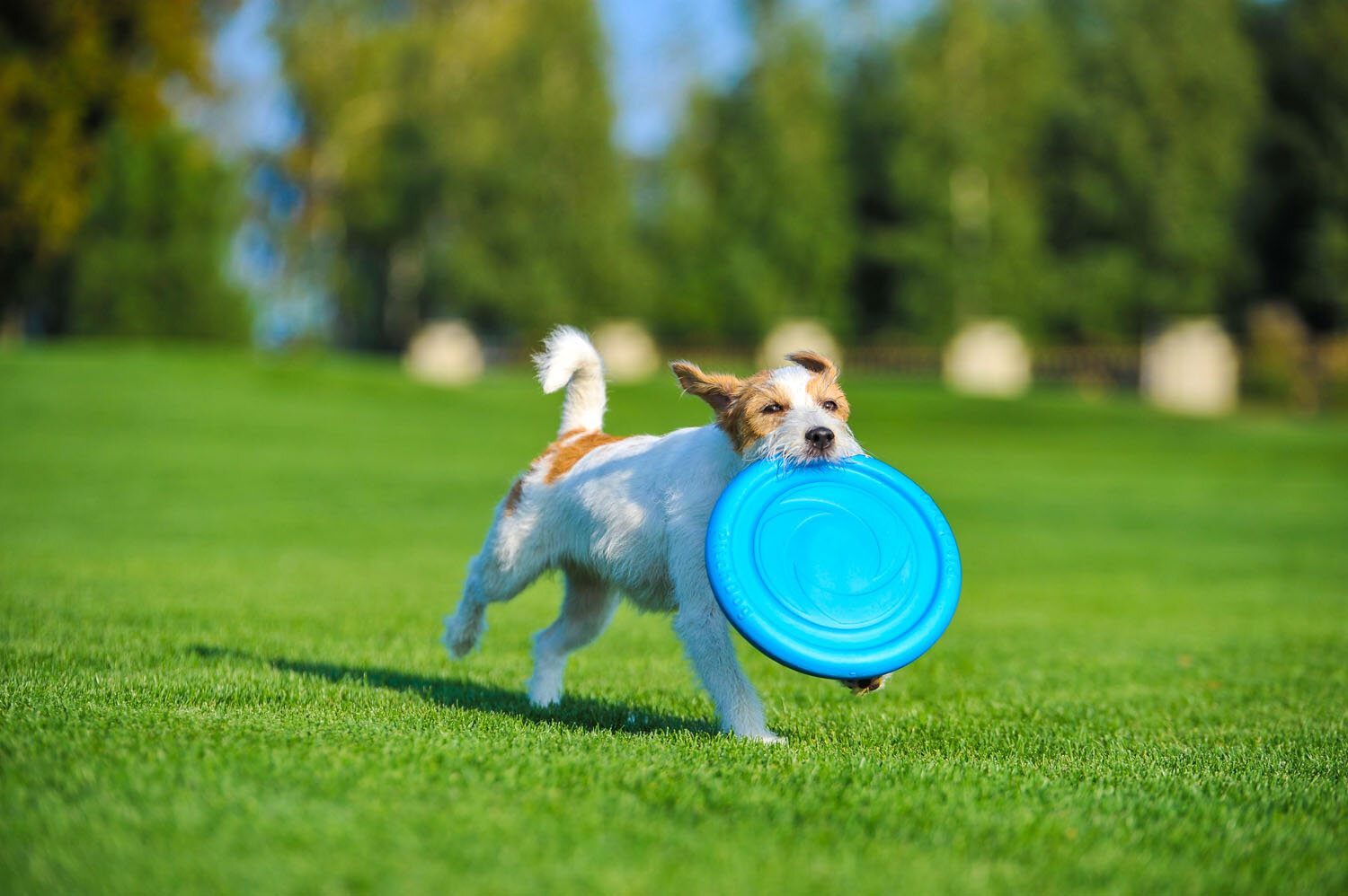 Interaktyvus žaislas šunims skraidantis diskas Doggy Pitchdog, 24 cm, oranžinis kaina ir informacija | Žaislai šunims | pigu.lt