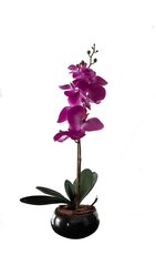 Dirbtinė orchidėja Serenada, 55cm kaina ir informacija | Dirbtinės gėlės | pigu.lt