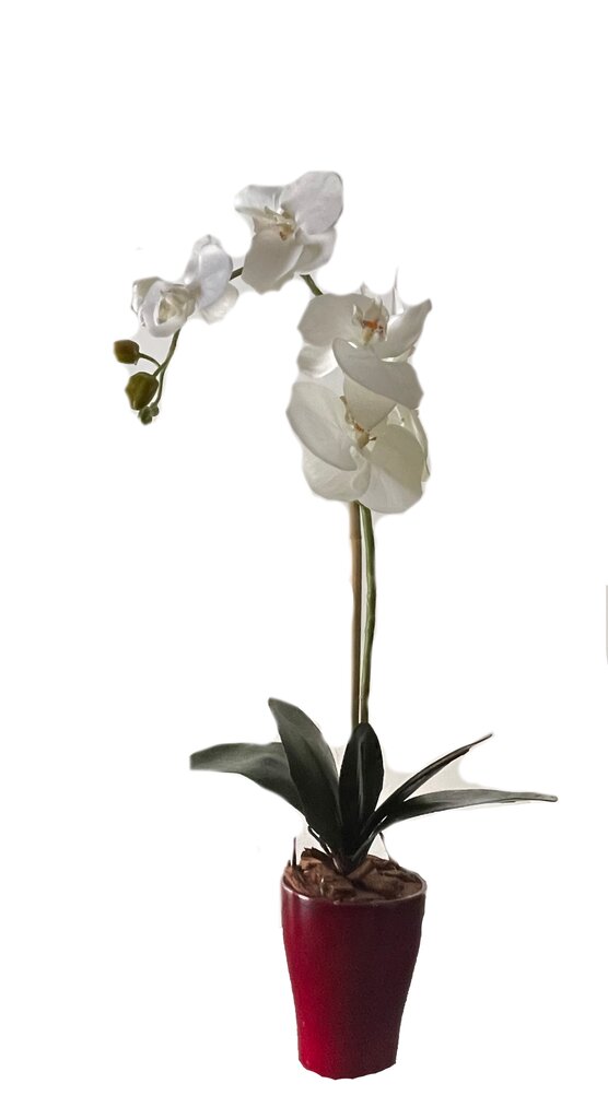 Dirbtinė orchidėja Pasaka, 55cm kaina ir informacija | Dirbtinės gėlės | pigu.lt