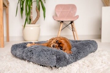 Pagalvėlė šunims Mimiko Pets, pilka, 65x45cm kaina ir informacija | Guoliai, pagalvėlės | pigu.lt