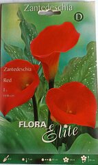 Kalijos Zandetesia, raudonos kaina ir informacija | Gėlių svogūnėliai | pigu.lt