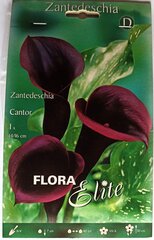 Kalijos Zandetesia Cantor kaina ir informacija | Gėlių svogūnėliai | pigu.lt
