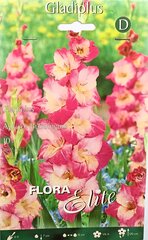 Гладиолус Apricot Bublegum, 10 шт. цена и информация | Луковицы цветов | pigu.lt