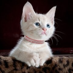 Antkaklis katei su blizgančiais akmenukais ToParts4u, rožinis kaina ir informacija | Pavadėliai, antkakliai, petnešos katėms | pigu.lt