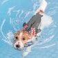 Plaukimo liemenė šunims Easilywinlife, M dydis, pilka kaina ir informacija | Drabužiai šunims | pigu.lt