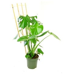 Bambukinės kopėčios 35 cm x 10 vnt. kaina ir informacija | Gėlių stovai, vazonų laikikliai | pigu.lt