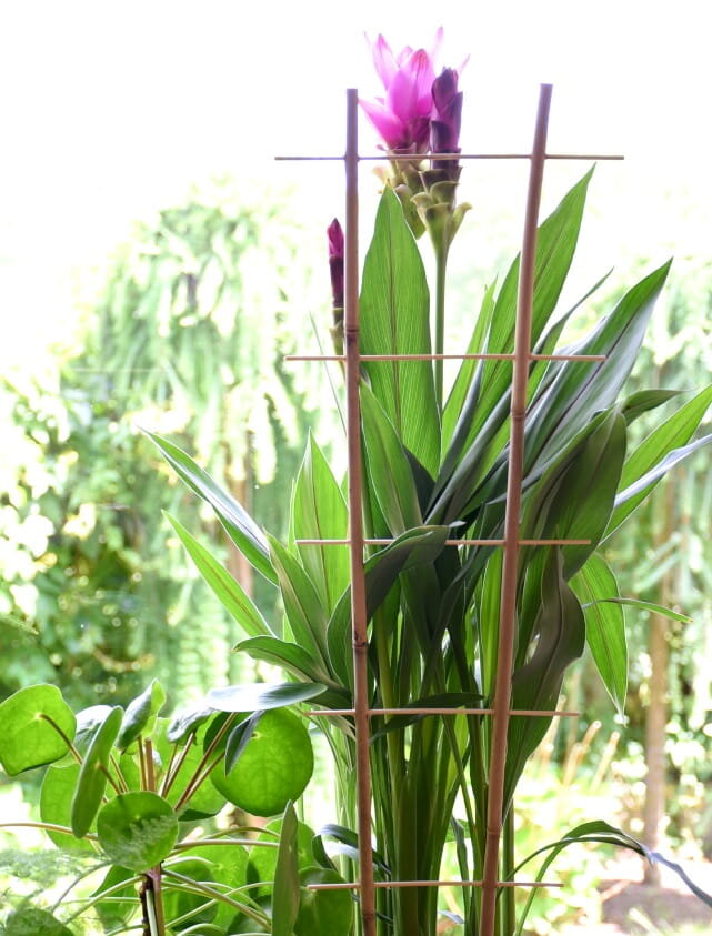 Bambukinės kopėčios 90 cm x 10 vnt. цена и информация | Gėlių stovai, vazonų laikikliai | pigu.lt