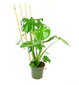 Bambukinės kopėčios 105 cm, 10 vnt. цена и информация | Gėlių stovai, vazonų laikikliai | pigu.lt