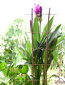 Bambukinės kopėčios 105 cm, 10 vnt. цена и информация | Gėlių stovai, vazonų laikikliai | pigu.lt