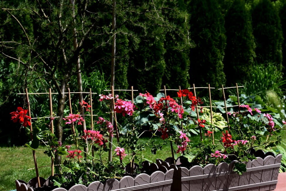 Bambukinės kopėčios 120 cm, 10 vnt. kaina ir informacija | Gėlių stovai, vazonų laikikliai | pigu.lt