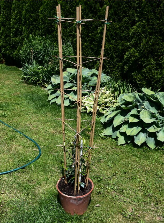Bambukinė kopėčių lazda 45 cm, 10 vnt.. kaina ir informacija | Gėlių stovai, vazonų laikikliai | pigu.lt