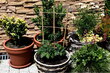 Bambukiniai augalų laikikliai, 60 cm, 10 vnt. цена и информация | Gėlių stovai, vazonų laikikliai | pigu.lt