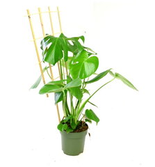 Bambukiniai augalų laikikliai, 90 cm, 10 vnt. kaina ir informacija | Gėlių stovai, vazonų laikikliai | pigu.lt