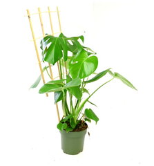 Bambukinė kopėčių lazda 105 cm, 10 vnt.. kaina ir informacija | Gėlių stovai, vazonų laikikliai | pigu.lt