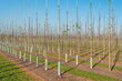 Bambukinės lazdos 120 cm 10/12 mm, 25 vnt. kaina ir informacija | Gėlių stovai, vazonų laikikliai | pigu.lt