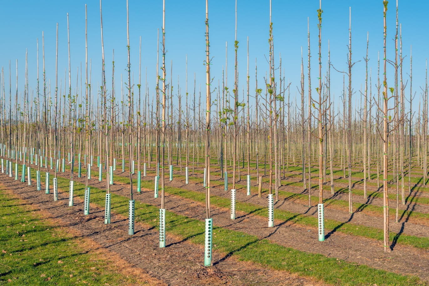 Bambukinės lazdos 180 cm 12/14 mm, 25 vnt. kaina ir informacija | Gėlių stovai, vazonų laikikliai | pigu.lt