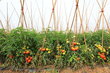 Bambukinės lazdos 180 cm 14/16 mm, 25 vnt. цена и информация | Gėlių stovai, vazonų laikikliai | pigu.lt