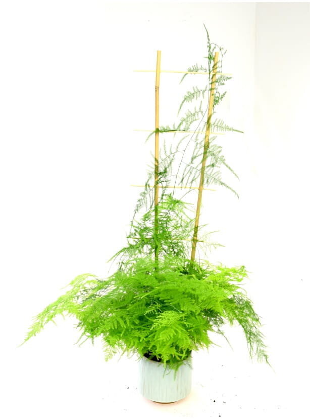 Bambukinės kopėčios 90 cm, 10 vnt. kaina ir informacija | Gėlių stovai, vazonų laikikliai | pigu.lt